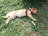 8 aylık dişi fino cinsi köpeğimiz