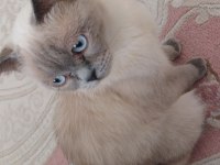 Safkan British Shorthair