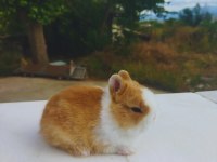 Orjinal Cüce Tavşan Yavruları