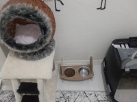 Scottish fold gecemiz yeni evini arıyor