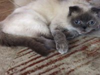Burada çok güzel bir scottish fold var