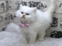 MÜKEMMEL KALİTE IRK GARANTİLİ İRAN Chinchilla YAVRUMUZ