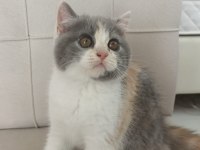 British Shorthair kedimizi sahiplendirme