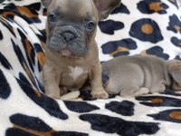%100 IRK GARANTİLİ FRANSIZ BULLDOG YAVRULARI