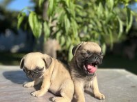 Kalite isteyen pug
