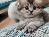 Scottish fold yavrularımızı sahiplendiriyoruz