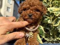 TOY POODLE IRK VE SAĞLIK GARANTİLİ