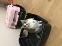 Ücretsiz sahiplendirme british shorthair kedisi