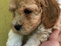 Apricot - red - dark red toy poodle