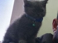 65 günlük british shorthair yavru