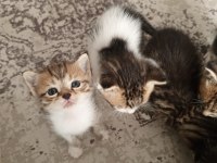 Ücretsiz sahiplendirme kediler