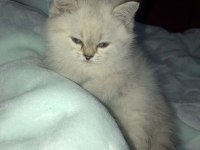 Kadi dünyası british shorthair