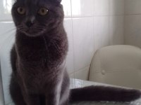 1 Yaşında Dişi Scottish Fold