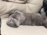 British shorthair dişi kedim
