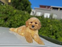 Maltipoo yavrular