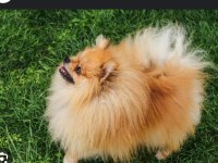 8 aylık erkek pomeranian tüm aşıları yapılmıştır
