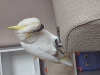 Full Evcil Kapalı Bilezik Sülfür Kakadu