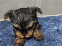 Yorkshire terrier yavrular a kalite