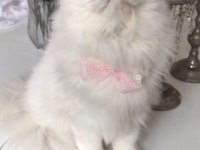 Beyaz British Longhair