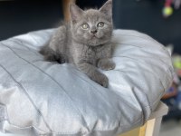 Uygunu ve Güzeli Olsun Diyenlere British Shorthair