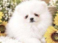 Pomeranian Boo Köpeği