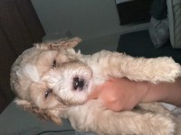 Harika Maltipoo yavruları