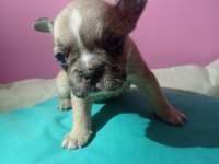 Tatlı, Sağlık ve Irk Garantili French Bulldog Yavruları