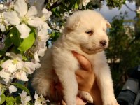 Bir-birinden güzel rus samoyed yavrular