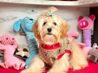 KALİTELİ MALTİPOO