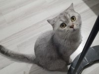 Scottish Fold Erkek