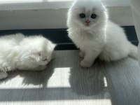 Show kalite british longhair yavrular