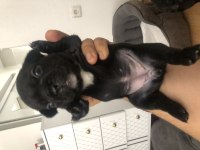 Safkan french bulldog