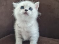 British shorthair silver yavrularımız