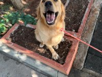 Golden Retriever Köpeğimiz Ücretsiz Sahiplendirilecektir