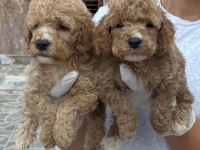 Minyatür poodle yavrularımız 