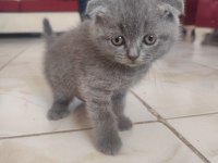 8 yavru kedim oldu acil sahiplendirilecek