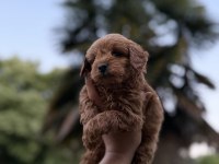 Redbrown Maltipoo 