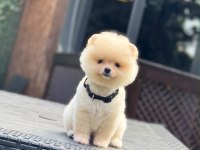 Yavru Pomeranian Boolarımız