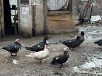 DAMIZLIK AMERİKAN PEKİN ÖRDEĞİ