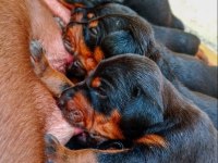 Atletik Doberman yavrular