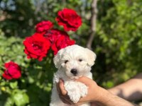 MALTESE TERRİER