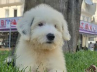 English sheepdog ( BOBTAIL) yavrularimiz