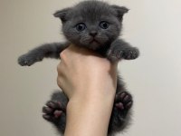 2.5 dişi scottish fold