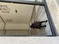 Yetişkin Erkek Siyah Pug