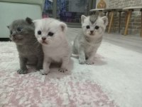 Yavru scottish fold sağlıklı anne sütü ile beslenen yavrular
