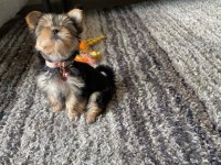 Mini minnak yorkshire terrier bebeklerimiz