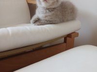 British Shorthair 2 Aylık Dişi
