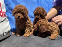 Profesyonel ruhsatlı çiftlikde ziyarete açık toy poodle
