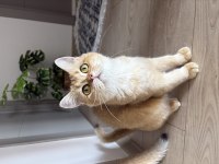 18 Aylık Ny11 Dişi British Shorthair Yuva Arıyor
