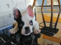 Türünün en güzeli yavru french bulldog